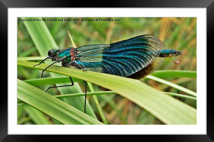  Banded Demoiselle Framed Mounted Print by Derrick Fox Lomax