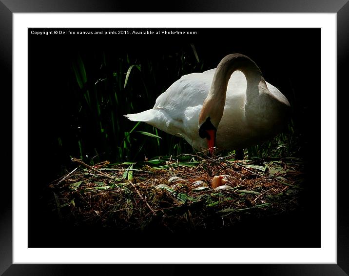  Sitting on eggs Framed Mounted Print by Derrick Fox Lomax