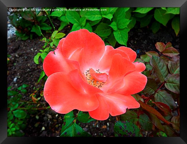  Red and white Flower Framed Print by Derrick Fox Lomax