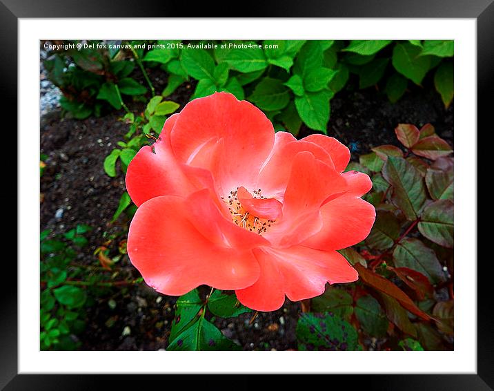  Red and white Flower Framed Mounted Print by Derrick Fox Lomax