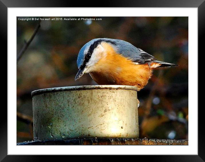  nuthatch bird Framed Mounted Print by Derrick Fox Lomax