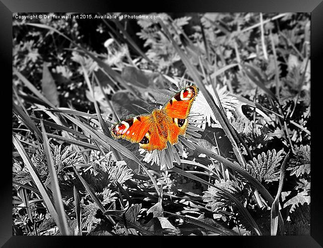  peacock butterfly Framed Print by Derrick Fox Lomax