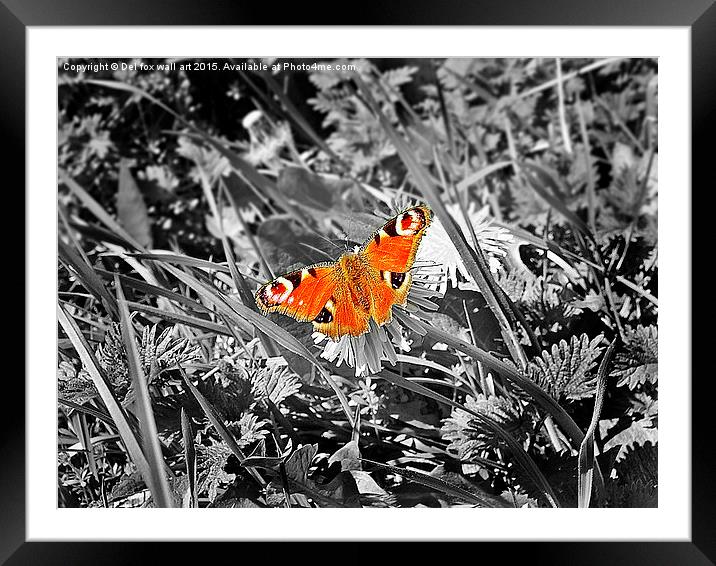  peacock butterfly Framed Mounted Print by Derrick Fox Lomax