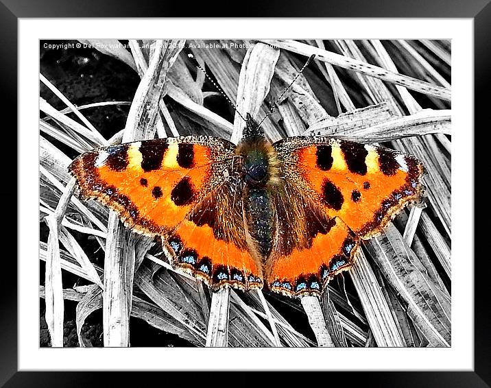  Tortoise Butterfly Framed Mounted Print by Derrick Fox Lomax