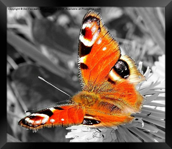  peacock butterfly Framed Print by Derrick Fox Lomax