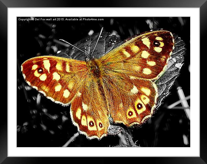 speckled wood butterfly Framed Mounted Print by Derrick Fox Lomax