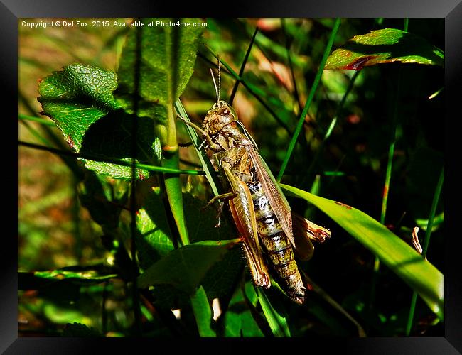 Grasshopper in the field Framed Print by Derrick Fox Lomax