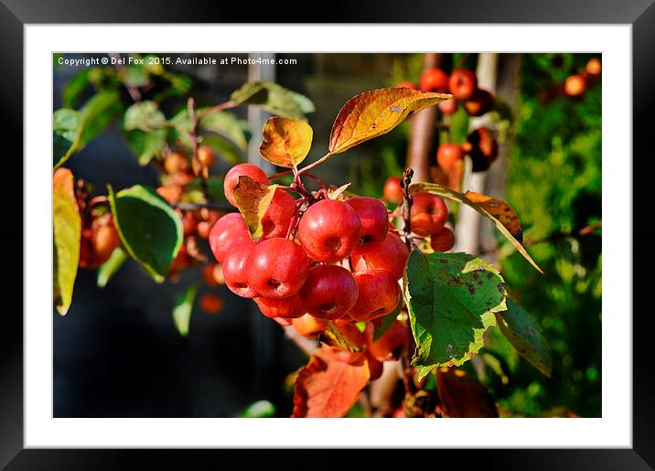 Autumn fruits Framed Mounted Print by Derrick Fox Lomax