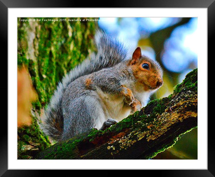  grey squirrel Framed Mounted Print by Derrick Fox Lomax