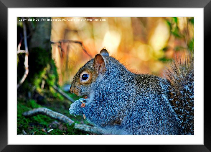  grey squirrel Framed Mounted Print by Derrick Fox Lomax