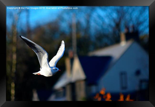 herring gull Framed Print by Derrick Fox Lomax