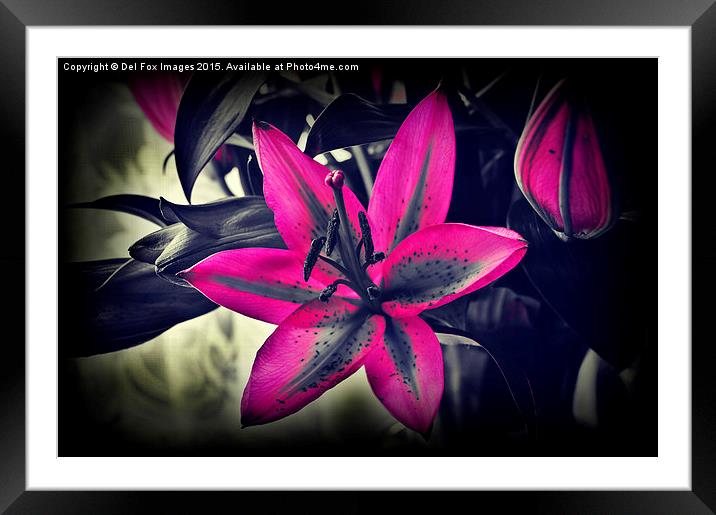 variegated lilly flower Framed Mounted Print by Derrick Fox Lomax