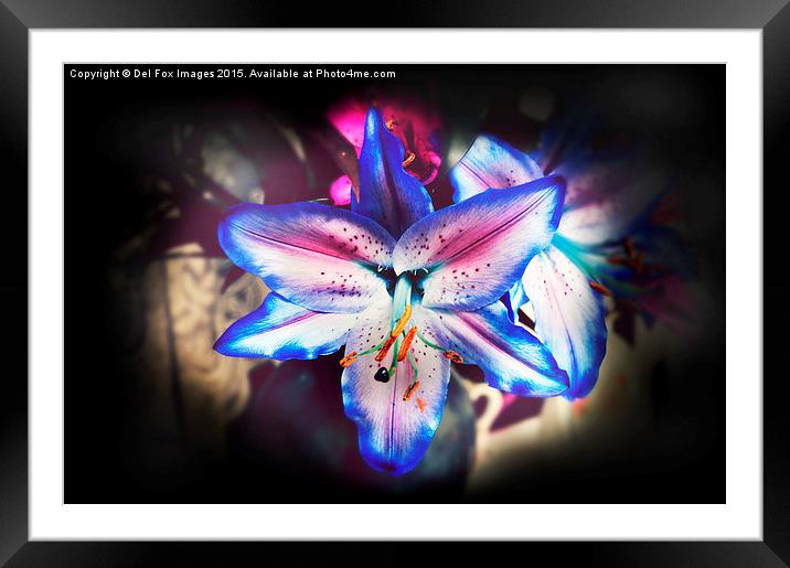  lilly flower Framed Mounted Print by Derrick Fox Lomax