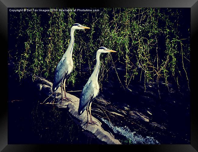   grey Herons on the river Framed Print by Derrick Fox Lomax