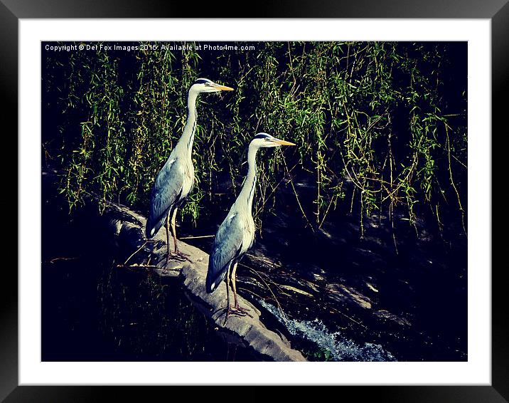   grey Herons on the river Framed Mounted Print by Derrick Fox Lomax