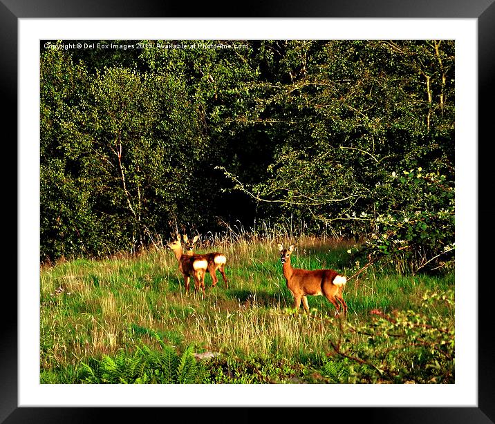  Deer in the forest Framed Mounted Print by Derrick Fox Lomax