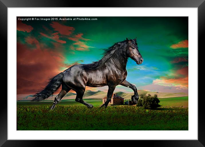  Black stallion Framed Mounted Print by Derrick Fox Lomax