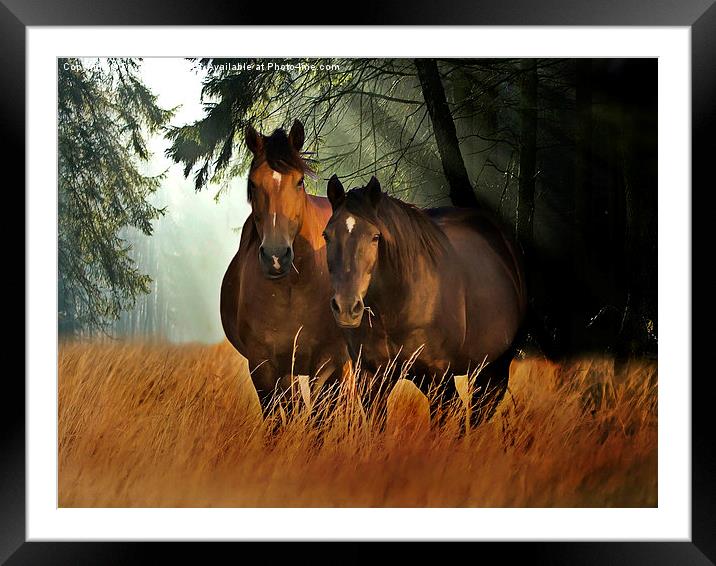  HORSES AND MIST Framed Mounted Print by Derrick Fox Lomax