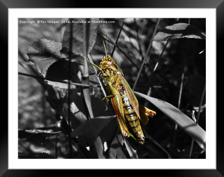 Meadow Grasshopper Framed Mounted Print by Derrick Fox Lomax