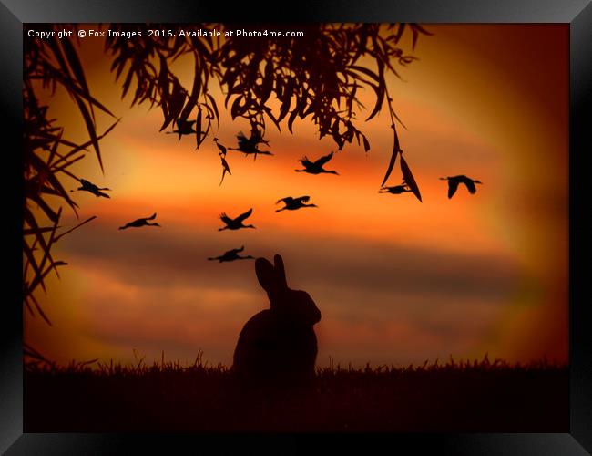 Sunset rabbit Framed Print by Derrick Fox Lomax