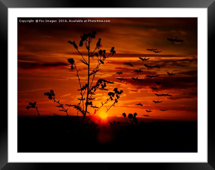 Birds at sunset Framed Mounted Print by Derrick Fox Lomax
