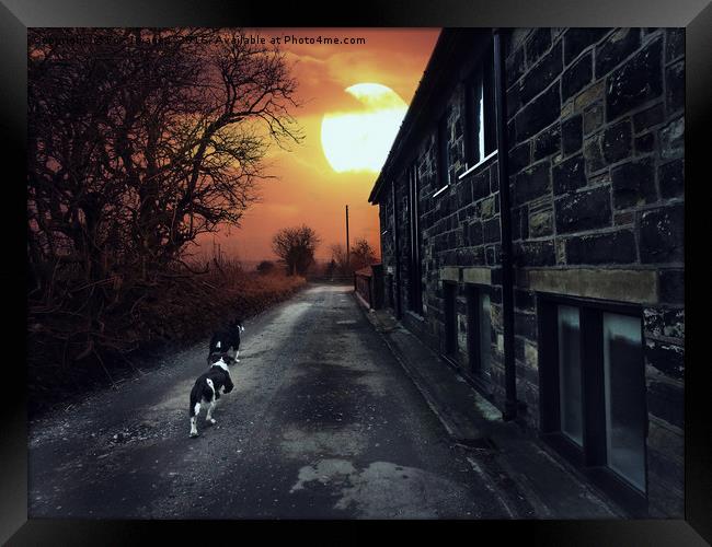 Dog walks Framed Print by Derrick Fox Lomax
