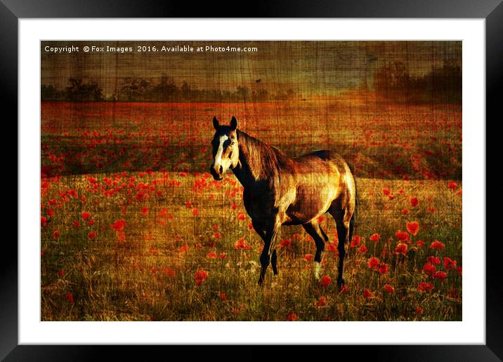  A lone horse Framed Mounted Print by Derrick Fox Lomax