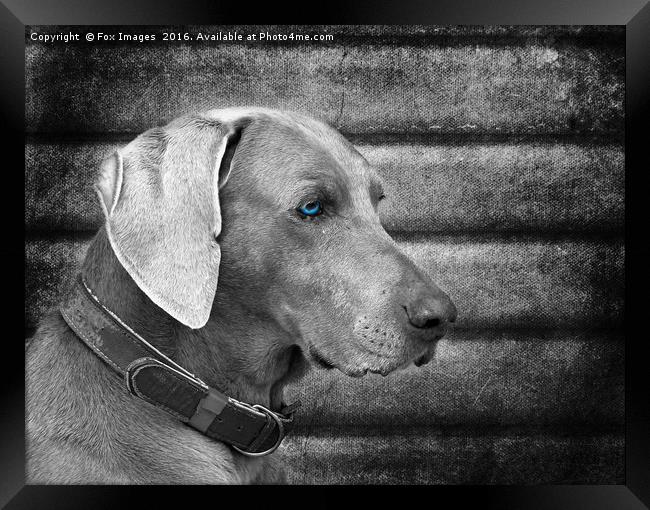  Weimaraner Dog Framed Print by Derrick Fox Lomax