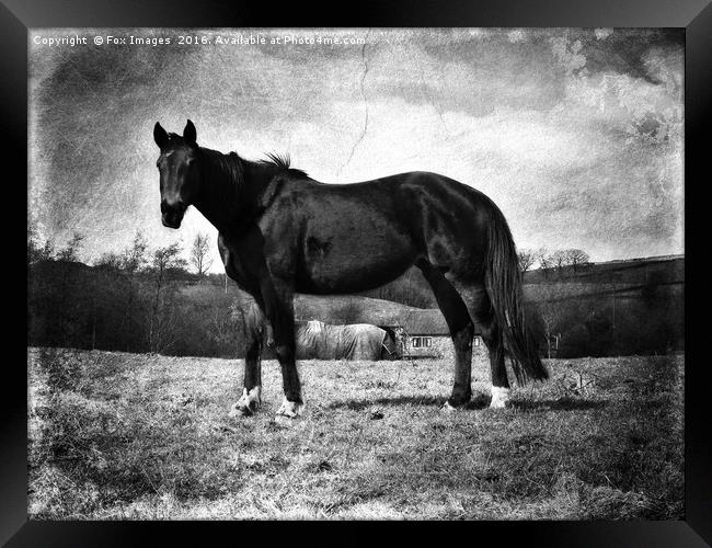 Horse in a field Framed Print by Derrick Fox Lomax