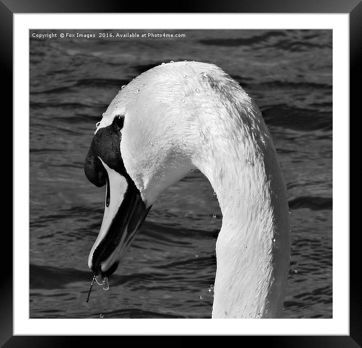 Mute swan Framed Mounted Print by Derrick Fox Lomax