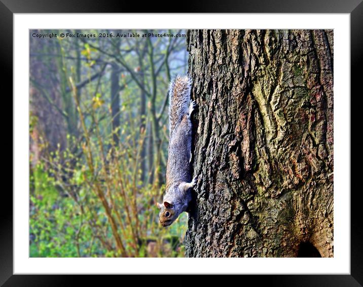 Squirell down a tree Framed Mounted Print by Derrick Fox Lomax