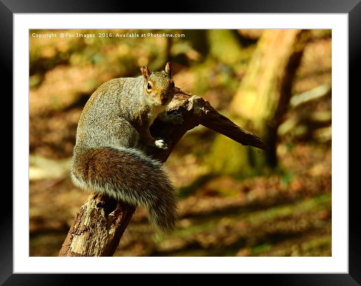 Squirell on a log Framed Mounted Print by Derrick Fox Lomax