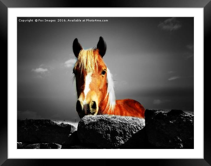 Horse over the wall Framed Mounted Print by Derrick Fox Lomax