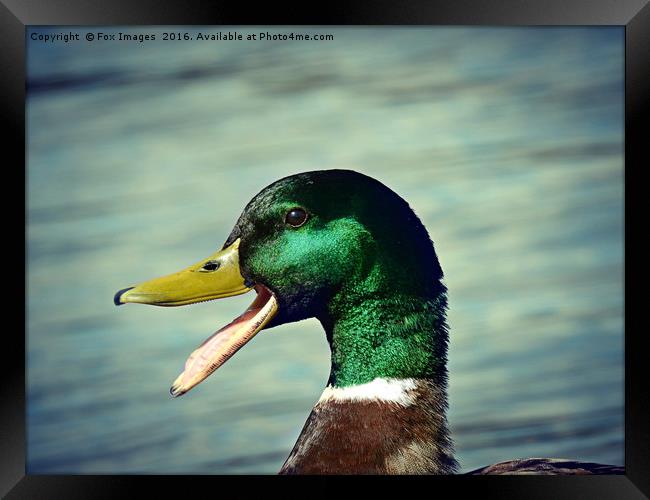Mallard duck Framed Print by Derrick Fox Lomax