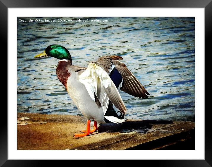 Mallard duck Framed Mounted Print by Derrick Fox Lomax