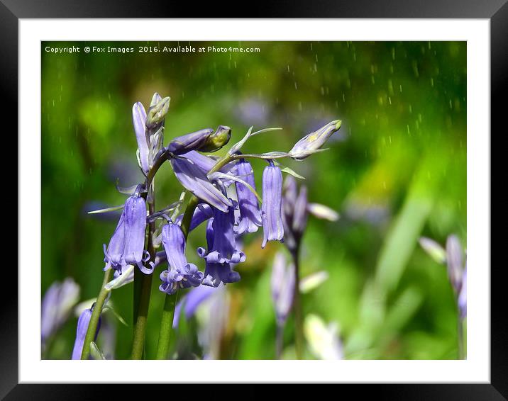 Bluebells in the forest. Framed Mounted Print by Derrick Fox Lomax