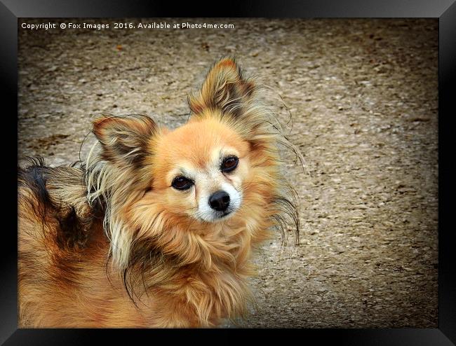 Papillon Dog Framed Print by Derrick Fox Lomax