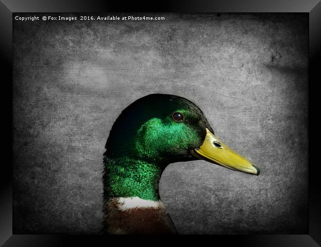Mallard duck Framed Print by Derrick Fox Lomax
