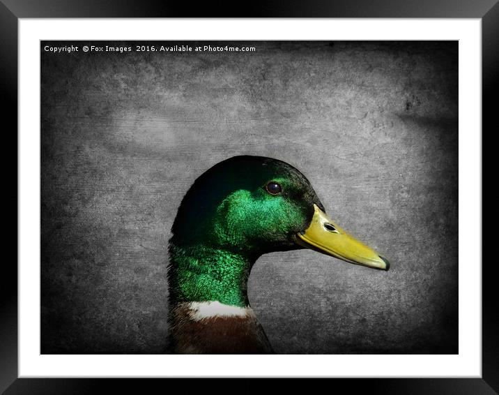 Mallard duck Framed Mounted Print by Derrick Fox Lomax