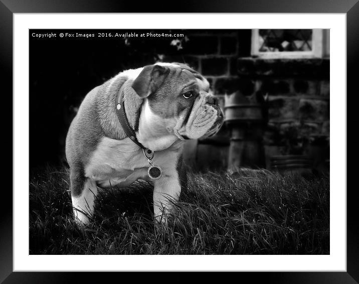 Bulldog Framed Mounted Print by Derrick Fox Lomax
