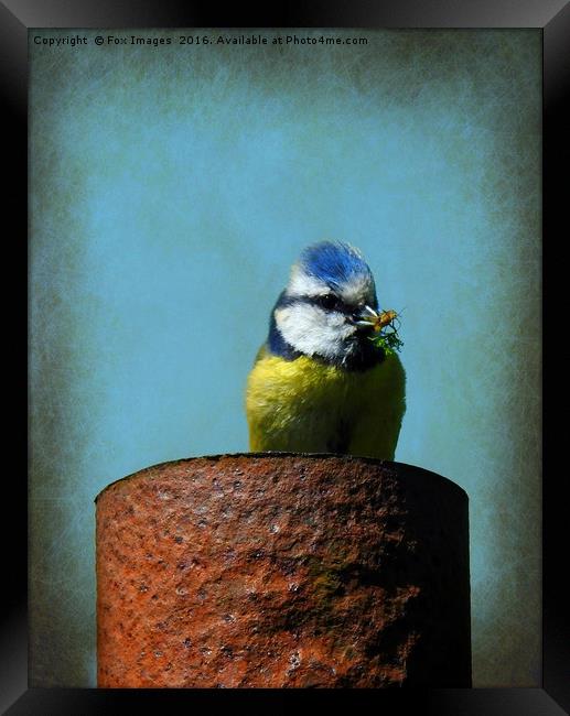 Blue Tit Bird Framed Print by Derrick Fox Lomax