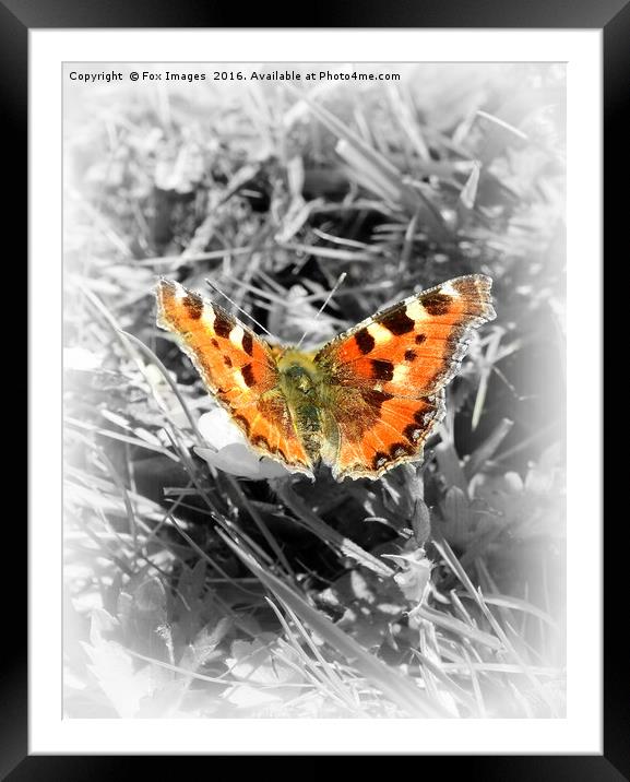  Tortoiseshell Butterfly Framed Mounted Print by Derrick Fox Lomax