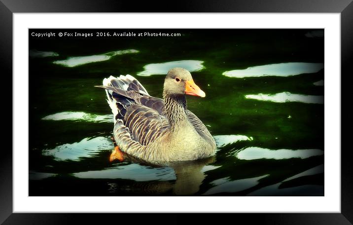 Greylag goose Framed Mounted Print by Derrick Fox Lomax