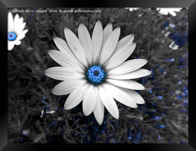 flowers in the garden Framed Print by Derrick Fox Lomax