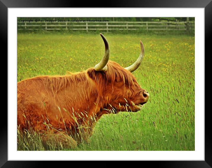 Longhorn highland cattle Framed Mounted Print by Derrick Fox Lomax