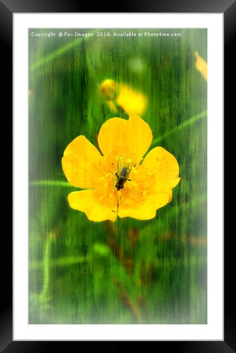 Fly on the flower Framed Mounted Print by Derrick Fox Lomax