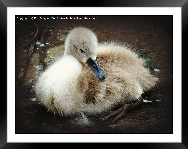 Young cygnet Framed Mounted Print by Derrick Fox Lomax