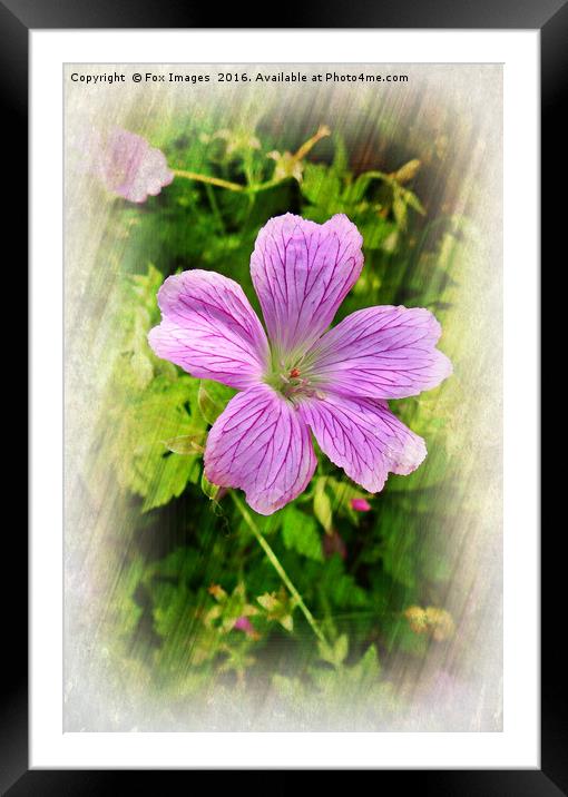 Flower in summer Framed Mounted Print by Derrick Fox Lomax