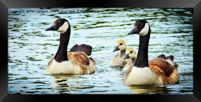 Canadian goose and goslings Framed Print by Derrick Fox Lomax