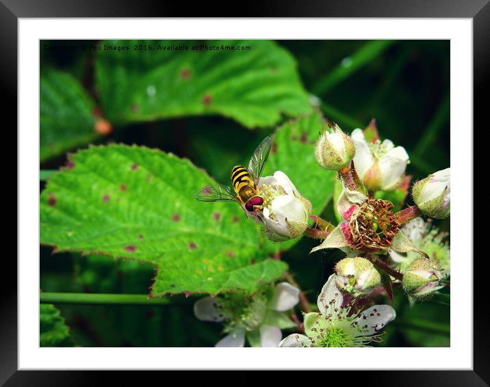 Hover fly in summer Framed Mounted Print by Derrick Fox Lomax